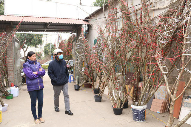 Chị Nguyễn Thị Đủ (Bắc Giang) đang giới thiệu đào rừng cho khách. Năm nay, gia đình chị Đủ có khoảng 200 gốc đào rừng bán Tết Nguyên đán, thời điểm này đã bán được 1/3. Theo thương lái này, năm nay nhu cầu người mua cao nên sức tiêu thụ cũng tốt hơn mọi năm.