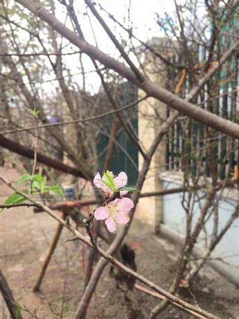 Cánh hoa đào rừng nhìn thanh thoát hơn hẳn các loại hoa đào khác