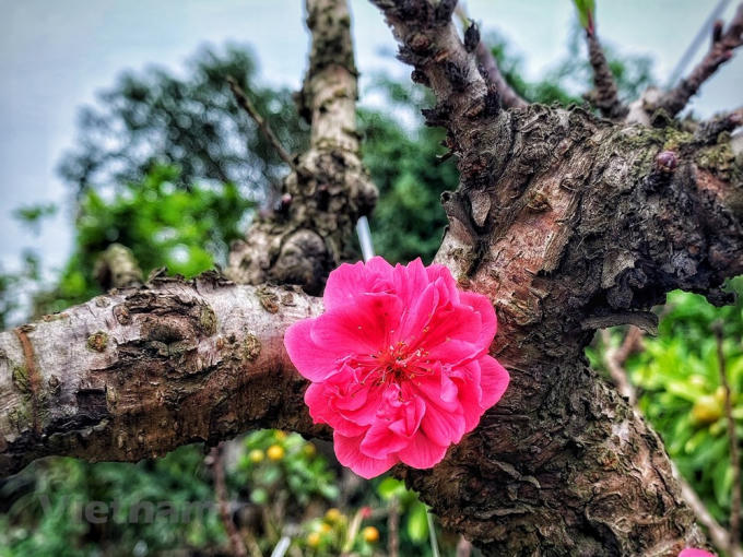 Những cánh hoa bật lên từ gốc cây sù sì. (Ảnh: Tố Linh/Vietnam+)