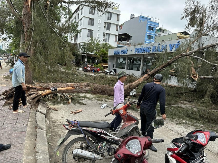 Nhiều cây xanh bị quật ngã do ảnh hưởng từ bão.