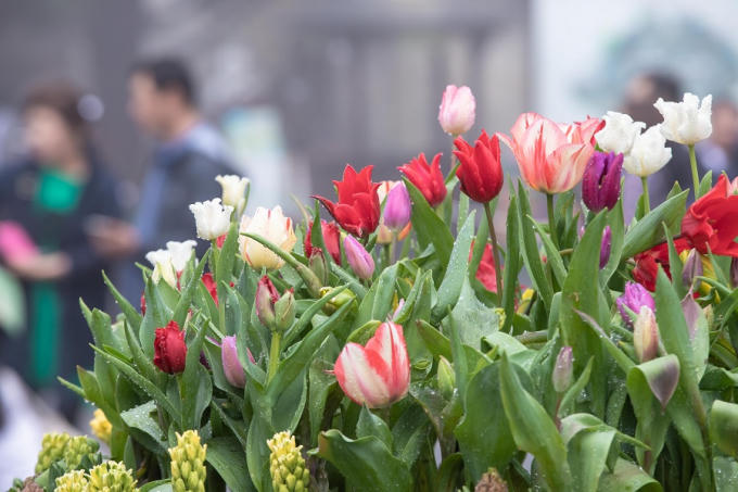 Hơn 15 loại tulip nổi tiếng trên thế giới, đặc biệt có những hoa giống kép lần đầu tiên có ở Việt Nam như Flash point, Green Dance, Indiana, Purple Valley, Negrita…đã được khu du lịch kì công vận chuyển từ Đà Lạt về Bà Nà để phục vụ cho lễ hội độc đáo nhất miền Trung này.