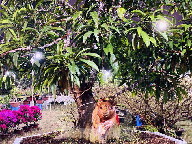 khe 100 tuoi hinh dau chuot doc la, gia 500 trieu gay xon xao hinh anh 8