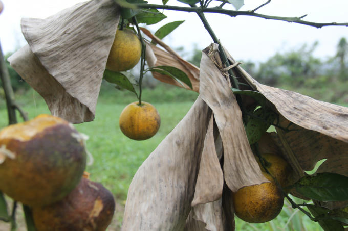 Những phương &aacute;n đặc biệt được triển khai để đảm bảo an to&agrave;n cho giống cam đắt đỏ nhưng hầu như vẫn kh&ocirc;ng mang lại hiệu quả.