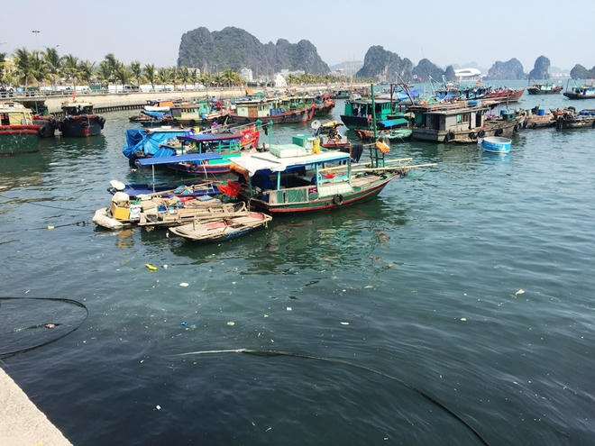 Khu vực ô nhiễm bến cá Hạ Long ở sát nút giao thông nhộn nhịp đường từ Cột Đồng Hồ nối với đường bao biển Núi Bài Thơ, gần các địa điểm du lịch như: Chợ Hạ Long I, công viên Hạ Long, Trung tâm thương mại Vincom...