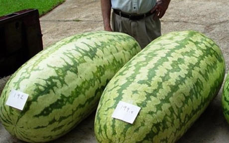 Những quả dưa hấu khổng lồ khiến các bà nội trợ phát sốt