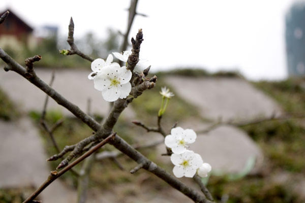 Những bông hoa lê Tây Bắc trắng muốt bung nở giữa thủ đô những ngày sau Tết. Ảnh: Như Trường