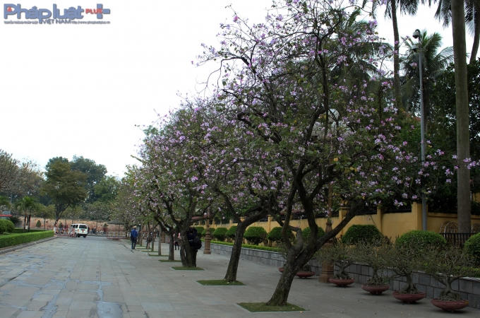 Đẹp nhất, rực rỡ nhất, ấn tượng nhất tại Thủ đô Hà Nội chỉ có thể là ở đường Bắc Sơn. (Ảnh: Đức Biên)