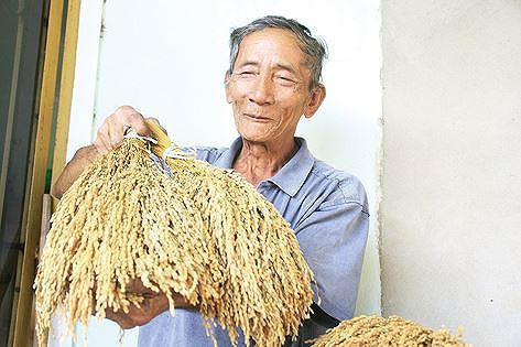 Lão nông Trần Phước Binh cười tít mắt với bó nếp đắng – niềm kiêu hãnh của nông dân thôn Lộc Đại Ảnh: Thanh Trần.