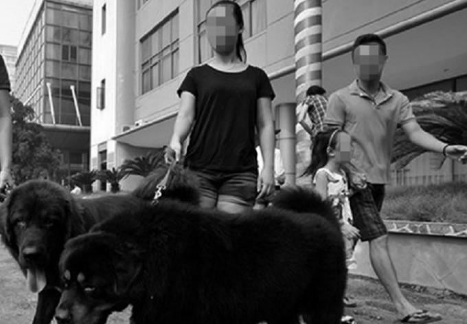 Được cho là giống chó khá trung thành, thông minh và biết bảo vệ chủ, nhưng vừa qua một con ngao Tây Tạng đã cắn chết bé gái ở Hà Nội đã khiến nhiều người hoang mang lo sợ.
