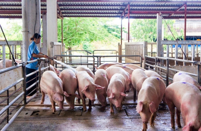 Công ty SHG hoạt động trong lĩnh vực chăn nuôi bị xử phạt 30 triệu đồng