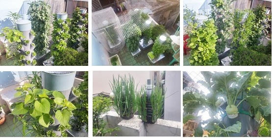 Diện tích sân thượng được tận dụng tối ưu để "phủ xanh".