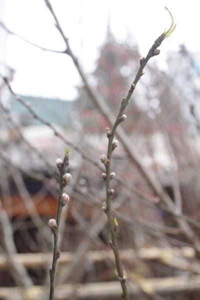 Ảnh: Như Trường