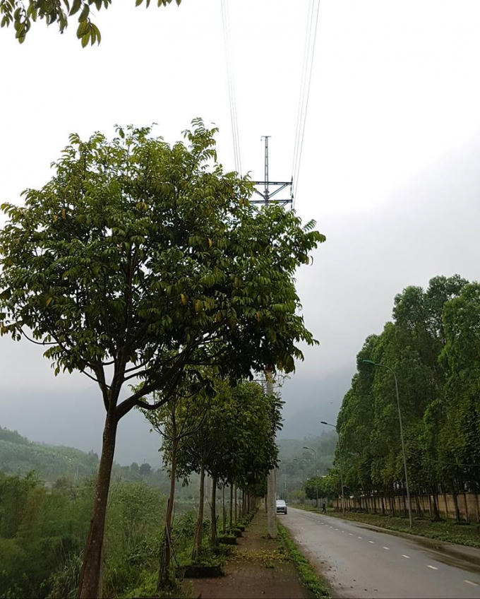 KCN Thanh B&igrave;nh, Bắc Kạn: H&agrave;ng trăm c&acirc;y xanh mọc dưới h&agrave;nh lang d&acirc;y điện cao thế