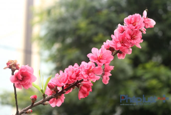 Cành đào trĩu những bông hoa.