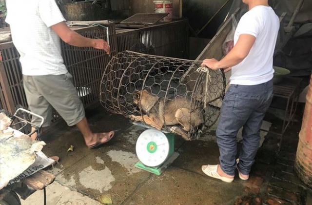 'Phố thịt chó' lụi tàn