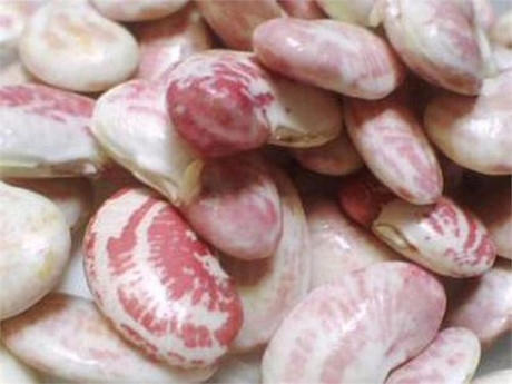 Đậu ngựa: là nguồn protein tuyệt vời, giàu axit folic, chất xơ nhưng lại chứa chất độc limarin có thể gây buồn nôn, đau bụng. Để tránh bị nhiễm độc, bạn nên nấu đậu ít nhất 10 phút trước khi ăn hoặc sử dụng đậu đóng hộp để được an toàn.