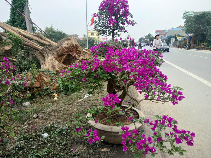 Một cây hoa giấy mảnh mai được bày bán bên đường.