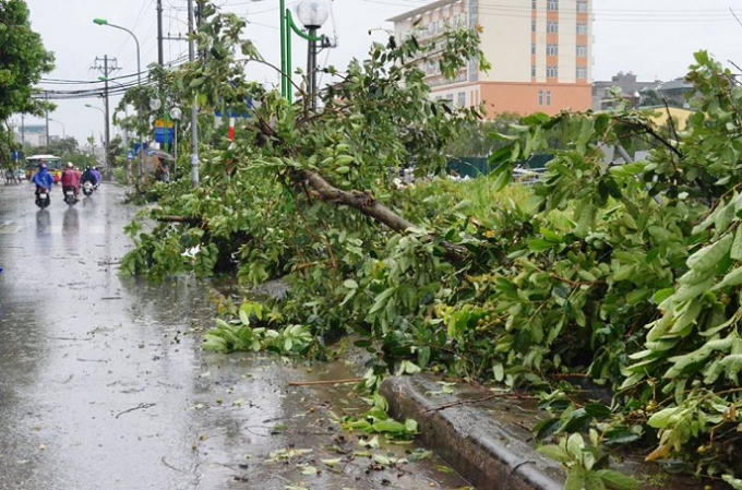 Hàng loạt cây đổ dạt trên đường.
