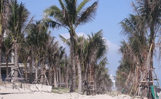 Trên phần diện tích lấn chiếm, các hàng dừa vẫn chưa được di dời. Ảnh Nguyễn Thành
