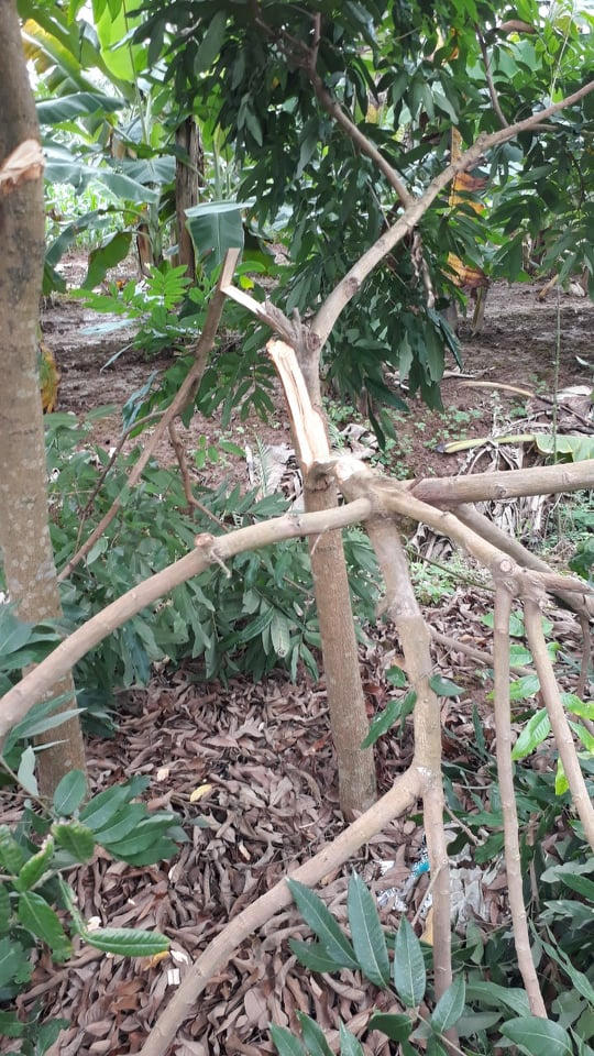 Vườn nhãn đang ra hoa bị kẻ gian phá nát trong đêm