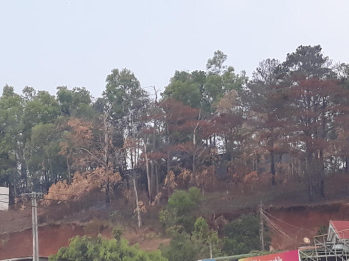 Khu mới cưa là 11 gốc, còn khu này có nhiều cây sắp cháy hết và nhiều nơi cây bị ken gốc.