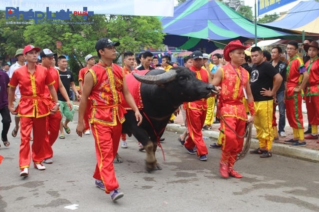 Các "ông trâu" được rước đến nơi thi đấu.