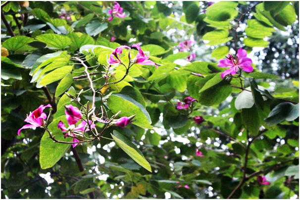 Trong tiết trời đông lạnh buốt, những cánh hoa ban tím hồng đang nở mang đến hương vị của miền rừng núi Tây Bắc đến với Thủ đô.