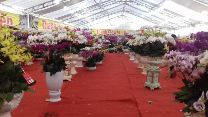 Trên phố Lạc Long Quân (Tây Hồ, Hà Nội) hiện nay có siêu thị mở bán hoa Lan Hồ Điệp với số lượng lớn, nhiều kiểu dáng, màu sắc khác nhau.
