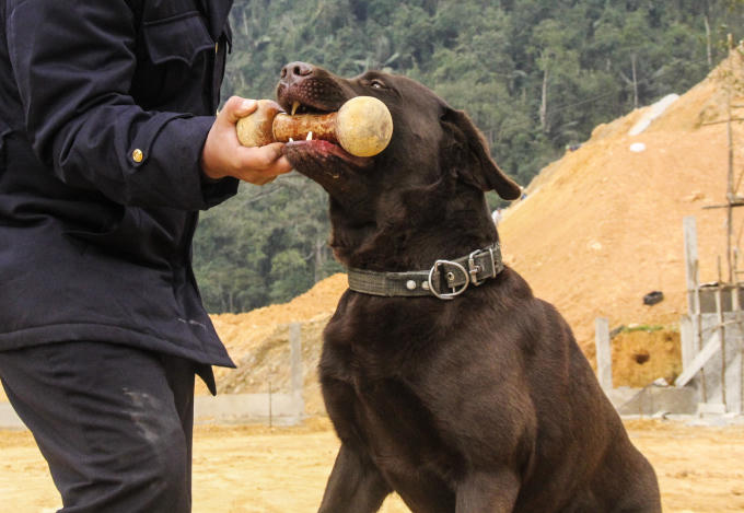 Mỗi ngày những chú chó phải tập luyện ít nhất 2 tiếng với nhiều bài tập nghiệp vụ khác nhau. (Ảnh: Hải Long).