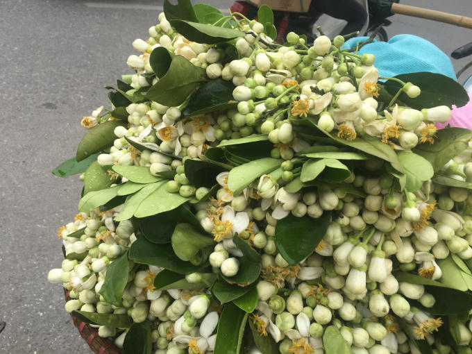 Hoa bưởi có màu trắng bình dị, hương thơm nồng nàn đến mát dịu.