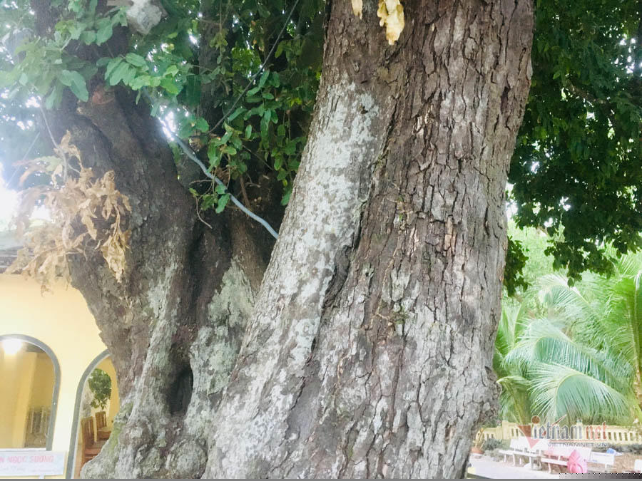 Thân của cây to lớn, xù xì.