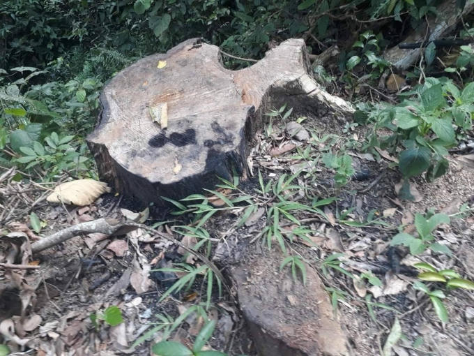 Những cây gỗ cổ thụ trên địa bàn tỉnh Gia Lai bị đốn hạ thời gian qua.