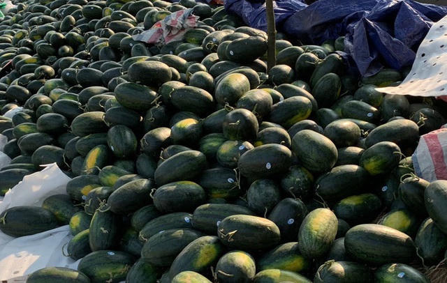 Dưa hấu ở các tỉnh Tây Nguyên, đặc biệt là ở Gia Lai, đang rớt giá thảm do ảnh hưởng từ dịch virus corona