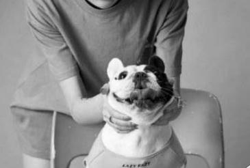 Một mẫu áo được hãng Lazy Eazy thiết kế cho chó.