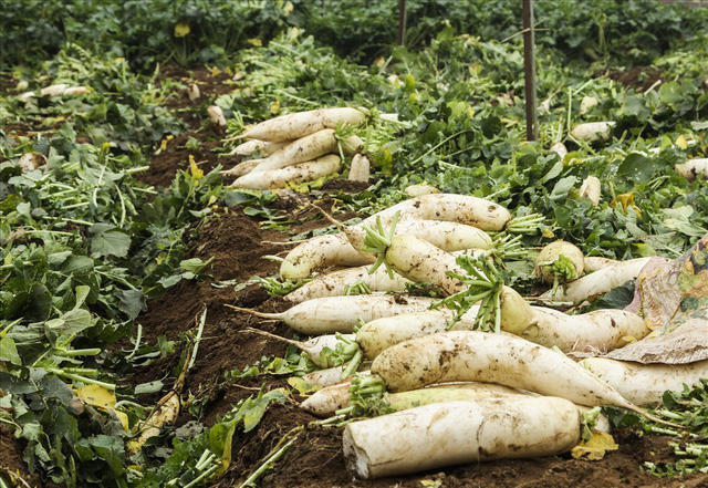 Củ càng to thì lại không thể bán ra thị trường, đành bỏ lại ngoài ruộng, vì người tiêu dùng cho rằng đây là hàng Trung Quốc