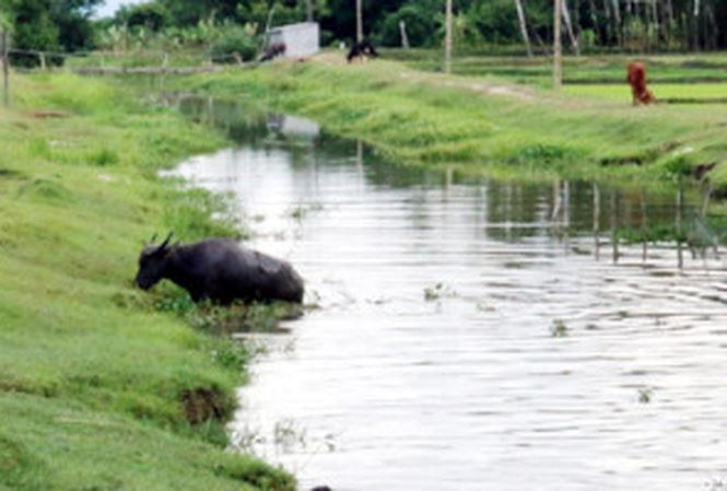 Bé gái bị mất tích khi đi chăn trâu cách nhà 2km (Ảnh minh họa)