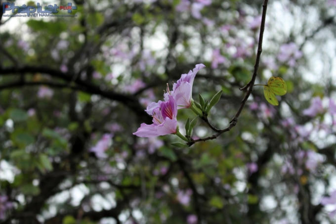 Để mầm non vươn cao. (Ảnh: Đức Biên)