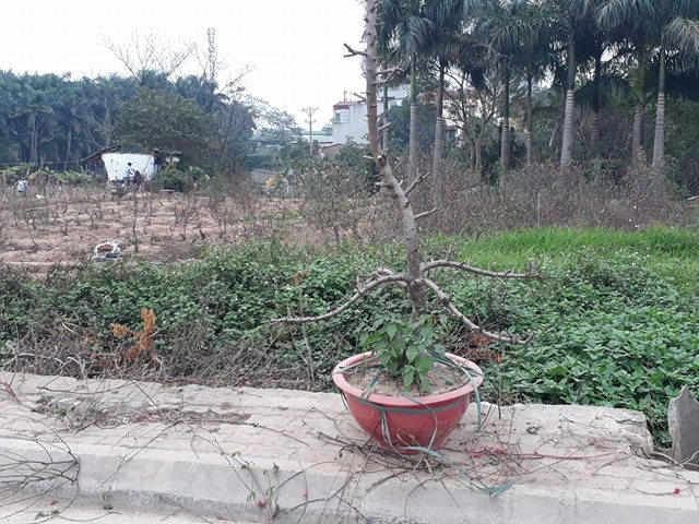 Đào đã được cho vào chậu.
