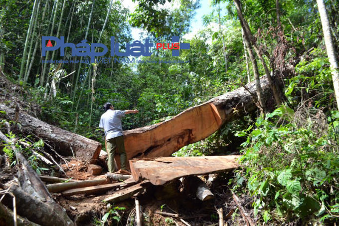 Một cây cổ thụ lớn được cho là gỗ Xẹt bị chặt đổ nhằm xóa nhà tạm cho một hộ nghèo.