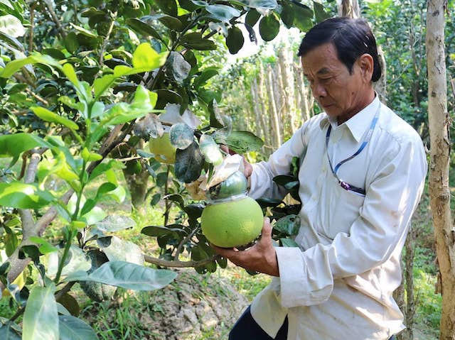 Có nhà vườn còn thu tiền tỷ mùa Tết.