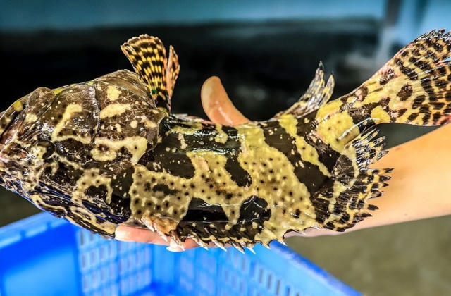 Công ty Tuyển than Cửa Ông - TKV chi gần 5 tỷ đồng mua cá song tặng công nhân dịp Rằm tháng Giêng