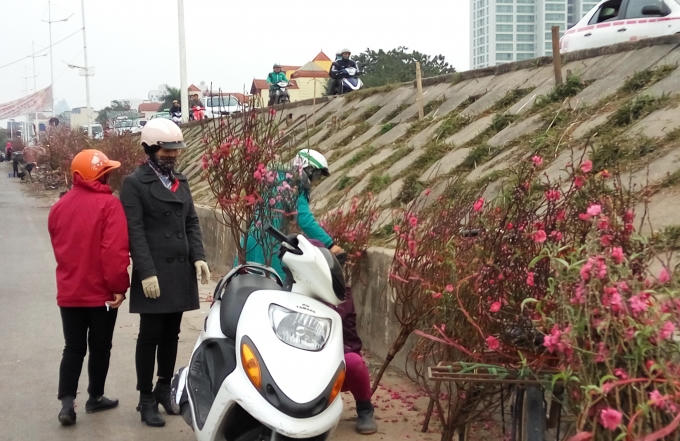 Khi được hỏi, đã qua Tết lâu rồi mà sao chị lại mua đào, chị Trần Thị Lan (31 tuổi, Cầu Giấy) trả lời: "Tại mình thấy đẹp nên mua về để chơi".