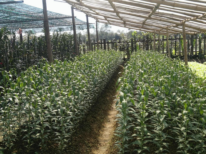 Người d&acirc;n đang t&iacute;ch cực chăm s&oacute;c c&aacute;c vườn hoa, hy vọng hoa nở đ&uacute;ng dịp Tết.