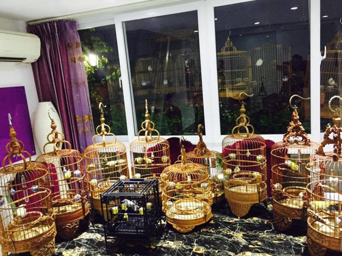 Hiện tại, anh Chương đang sở hữu 10 chú chim hoàng khuyên có giá mỗi con từ 60 - 300 triệu đồng. Trong đó có 4 con mắt đỏ, 6 con mắt đen, chân màu hồng rất quý.