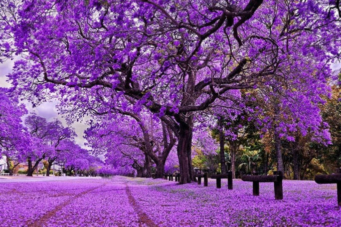 Hà Nội sẽ trồng Phượng tím dọc đường Láng sau khí chặt và di chuyển gần 500 cây xanh phục vụ việc mở rộng tuyến đường này. Ảnh minh hoạ. Nguồn: IT