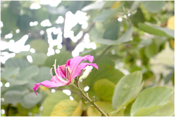 Tên gọi hoa ban theo tiếng của dân tộc Thái, có nghĩa là hoa ngọt. Nhị hoa mang vị ngọt, quyến rũ nhiều loài côn trùng, nhất là các loài lấy mật như ong, bướm. Nhiều người ví von, hoa ban đúng là món quà vô giá của mùa xuân. Ai đi qua những con phố này cũng phải ngỡ ngàng vì vẻ đẹp dịu dàng, thanh khiết của những nhành hoa.