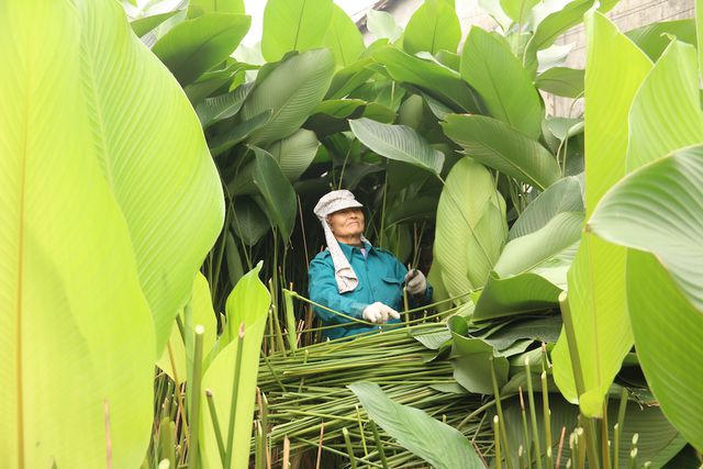 Vào khoảng trung tuần tháng chạp (15/12 âm lịch) người dân trong thôn tất bật thu hoạch lá dong. Nhiều gia đình huy động toàn bộ nhân lực từ người già, trẻ nhỏ đến lao động chính. Có những hộ do trồng lá dong với diện tích lớn đã phải thuê thêm nhân công làm việc để  kịp tiến độ thu hoạch.