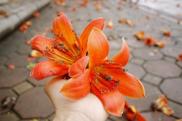 Nói về hoa gạo người ta không thể quên về tuổi thơ rong chơi dưới đường làng, mái đình, bờ sông của vùng quê Bắc Bộ. Ảnh: Như Trường