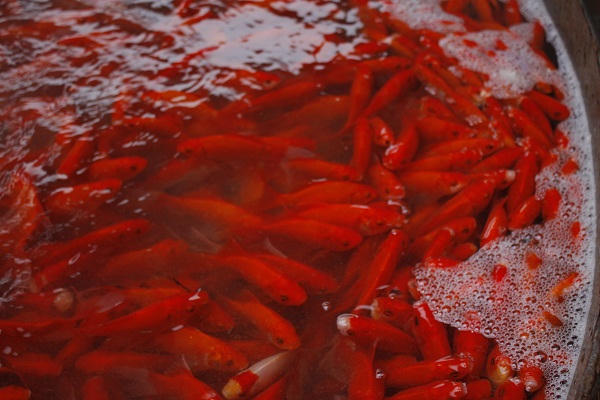 Được biết, cá phục vụ Tết ông Công ông Táo đem về chợ bán được các tiểu thương mua từ Tam Dương (Vĩnh Phúc) Hà Nam, Hải Dương, Hưng Yên.