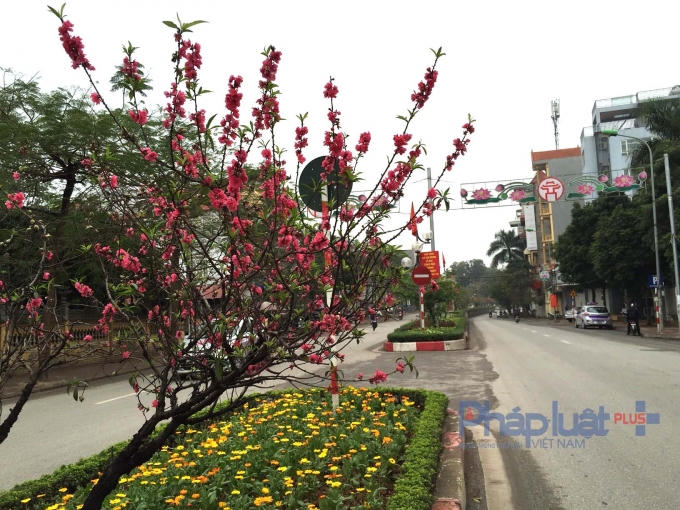 Đây là những cây đào được chính người dân ở làng Nhật Tân và Phú Thượng trồng cách đây rất nhiều năm.